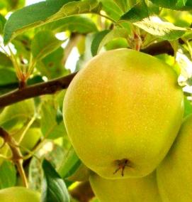 саженцы яблок - модель 2