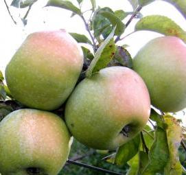 саженцы яблонь черенками - вариант 4