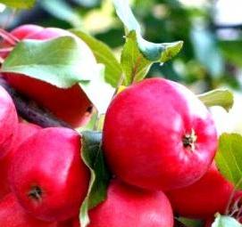 саженцы яблонь черенками - вариант 3