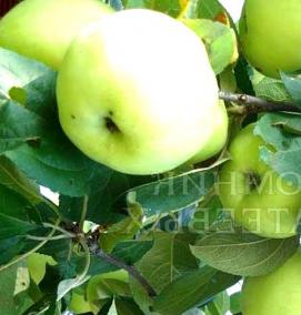 саженцы яблони антоновка - вариант 3