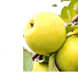 саженцы яблони антоновка - вариант 2