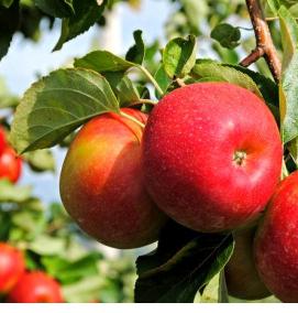 саженцы яблони гала маст - вариант 1