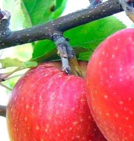 саженцы яблони гала маст - вариант 4