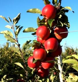саженцы яблони гала маст - вариант 3