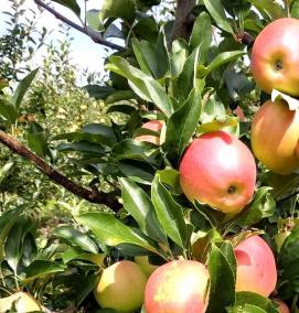 саженцы яблони гала маст - вариант 2