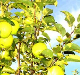 саженцы яблони голден - модель 1