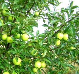 саженцы яблони голден - модель 4