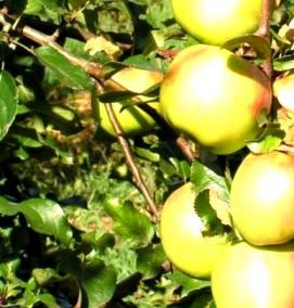 саженцы яблони и сливы - модель 4