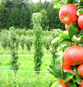 саженцы яблони и сливы - модель 3