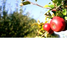 саженцы яблони и сливы - модель 2