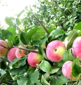 саженцы яблони марат бусурин - модель 1