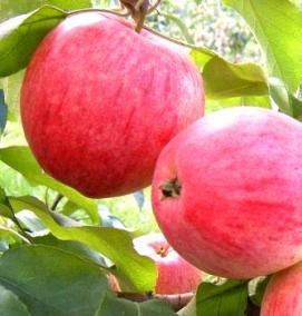 саженцы яблони марат бусурин - модель 4