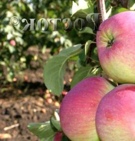 саженцы яблони марат бусурин - модель 3