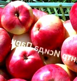 саженцы яблони марат бусурин - модель 2