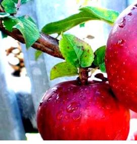 саженцы яблони слава победителям - модель 4