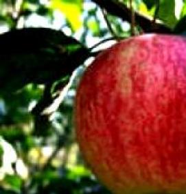 саженцы яблони слава победителям - модель 3