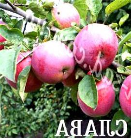 саженцы яблони слава победителям - модель 2