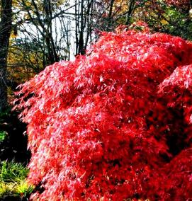 саженцы японских кленов - вариант 1