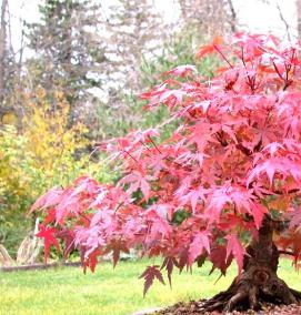 саженцы японских кленов - вариант 3