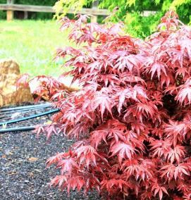 саженцы японских кленов - вариант 2