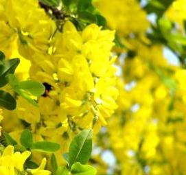 саженцы желтая акация - модель 2