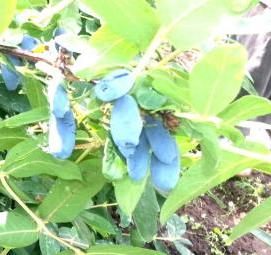 саженцы жимолости съедобной - вариант 1