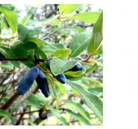 саженцы жимолости съедобной - вариант 4