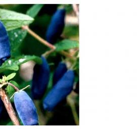 саженцы жимолости съедобной - вариант 3