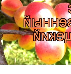 саженец абрикос краснощекий - модель 1