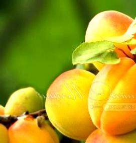 саженец абрикос краснощекий - модель 4