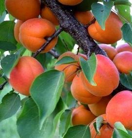 саженец абрикос краснощекий - модель 3
