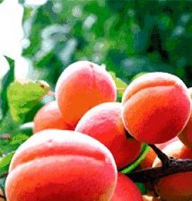 саженец абрикос краснощекий - модель 2