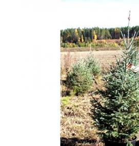 саженец ели сибирской - тип 1