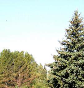 саженец ели сибирской - тип 4