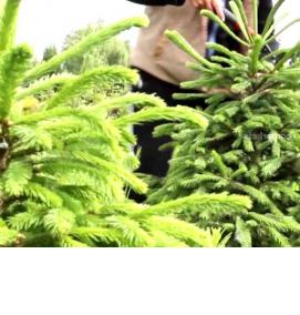 саженец ели сибирской - тип 3