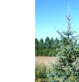 саженец ели сибирской - тип 2