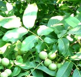 саженец грецкого ореха сорт идеал - модель 1