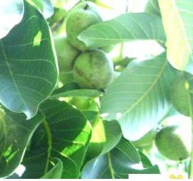 саженец грецкого ореха сорт идеал - модель 4