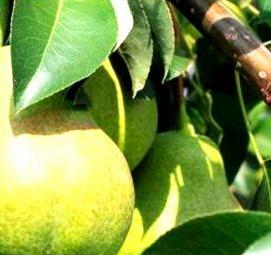 саженец груша уссурийская - тип 1