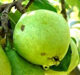 саженец груша уссурийская - тип 4