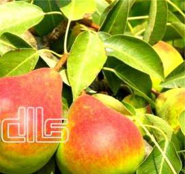 саженец груша уссурийская - тип 3