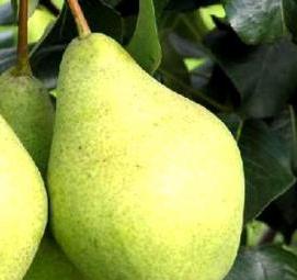 саженец груша уссурийская - тип 2