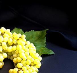 саженец виноград дамские пальчики - модель 1