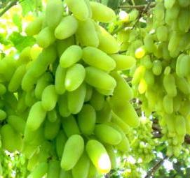 саженец виноград дамские пальчики - модель 4