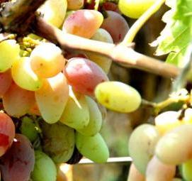 саженец виноград дамские пальчики - модель 2