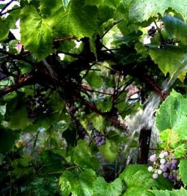 саженец винограда памяти учителя - тип 1