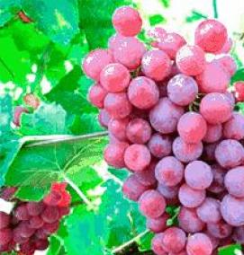 саженец винограда памяти учителя - тип 4