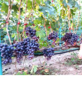 саженец винограда памяти учителя - тип 3