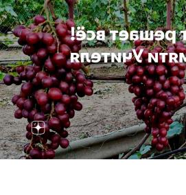 саженец винограда памяти учителя - тип 2