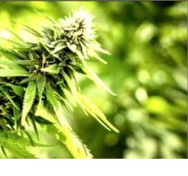 сейфы для хранения наркотических веществ - тип 4